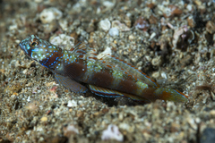Amblyeleotris latifasciata