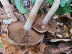 Cortinarius infractus