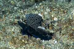 Tomiyamichthys emilyae