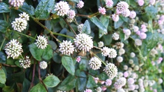 Persicaria capitata
