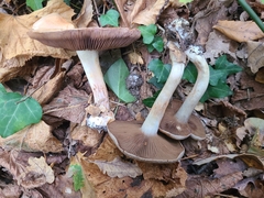 Cortinarius infractus