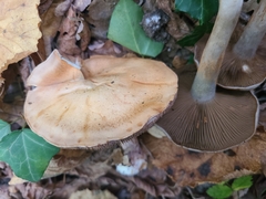 Cortinarius infractus