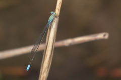 Pseudagrion glaucescens