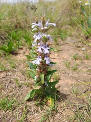 Ajuga ophrydis
