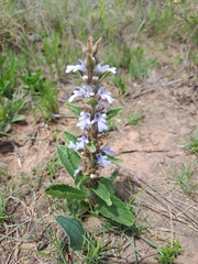 Ajuga ophrydis