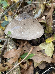 Agaricus sylvaticus