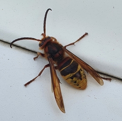 Vespa crabro