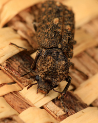Lichenophanes fascicularis