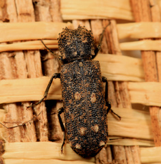 Lichenophanes fascicularis