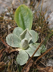 Primula auricula