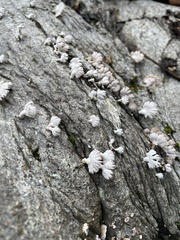 Schizophyllum commune