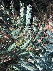 Acacia glaucocarpa