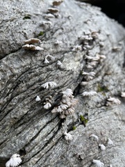 Schizophyllum commune