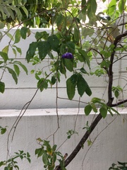 Lycianthes rantonnetii