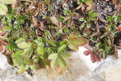 Potentilla caulescens