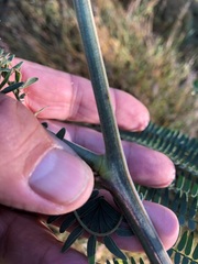 Acacia glaucocarpa
