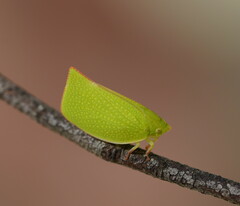 Siphanta acuta