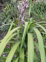 Cordyline