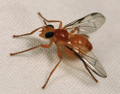 Pyrgotidae