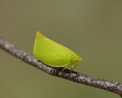 Siphanta acuta