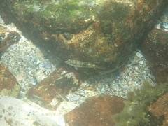 Chironemus marmoratus