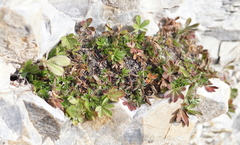 Potentilla caulescens