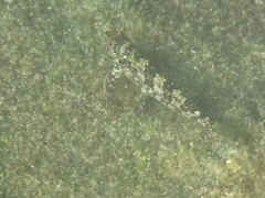 Chironemus marmoratus