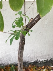 Lycianthes rantonnetii