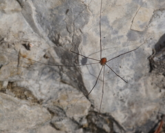 Leiobunum limbatum