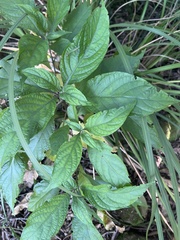 Metarungia pubinervia