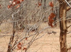 Phacochoerus africanus