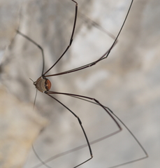 Leiobunum limbatum