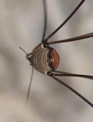 Leiobunum limbatum