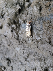 Ocypodoidea
