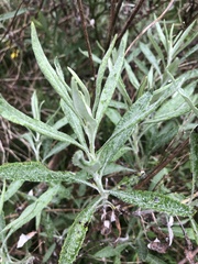 Senecio hypoleucus