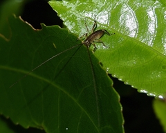 Hemideina crassidens