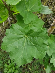 Malva arborea
