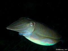 Sepia plangon