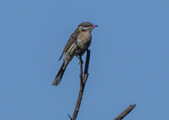 Acanthagenys rufogularis