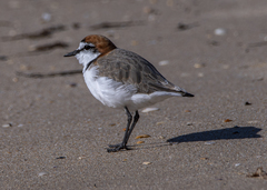 Charadrius ruficapillus