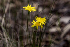 Microseris walteri