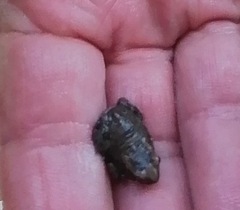 Sclerophrys capensis