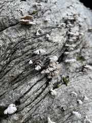 Schizophyllum commune
