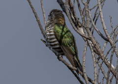 Chrysococcyx lucidus