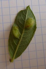 Euura bridgmanii