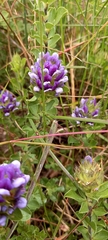 Psoralea fruticans