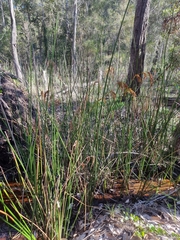 Machaerina articulata