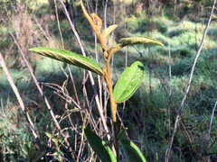 Sida hackettiana