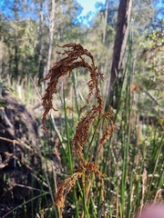 Machaerina articulata