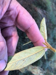 Sida hackettiana